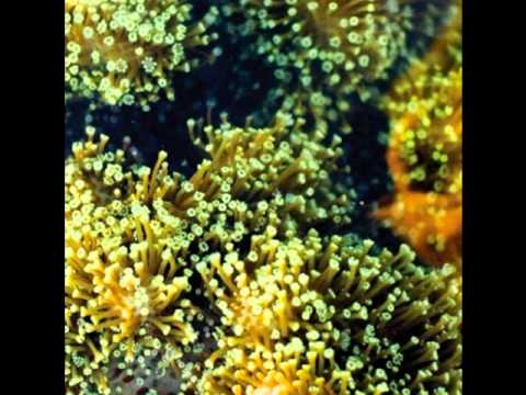 Balam Acab - Dream Out